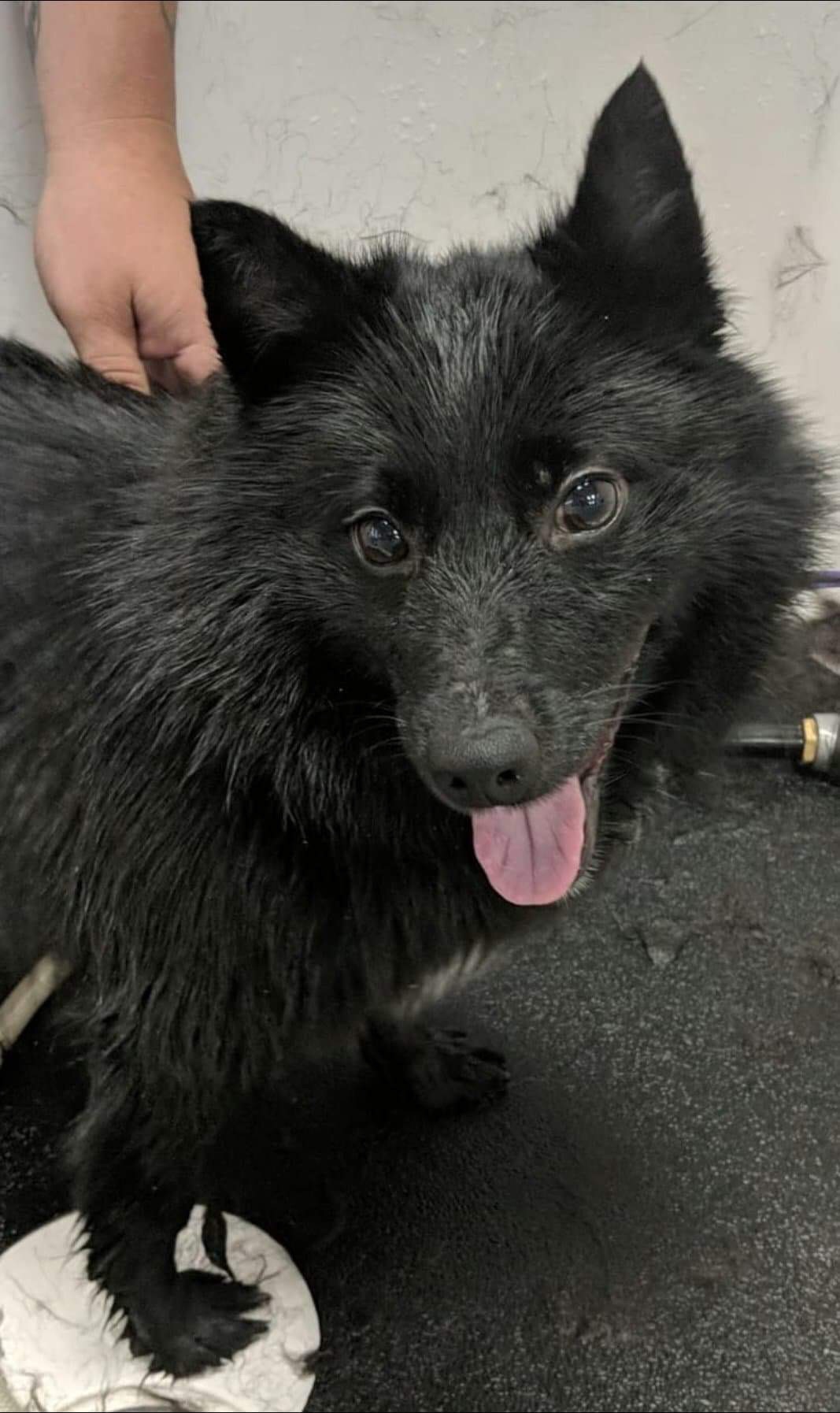 Buffalo Pug & Small Breed Rescue, Inc. Adoptable